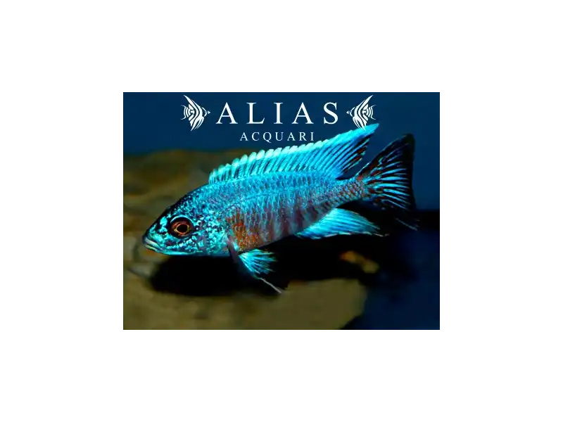 Aulonocara sp. Turquoise