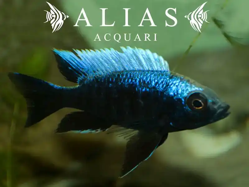 Copadichromis Trewavasae Lupingu