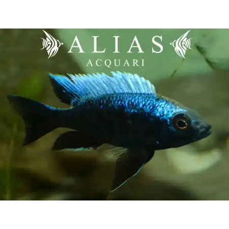 Copadichromis Trewavasae Lupingu