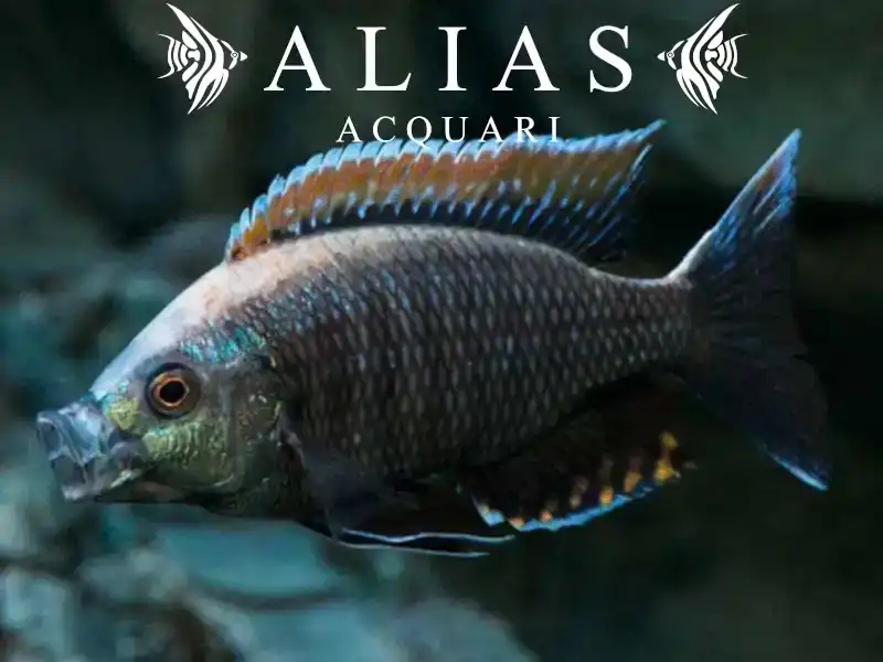 Copadichromis Virginalis Fire Crest