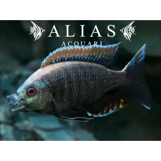 Copadichromis Virginalis Fire Crest