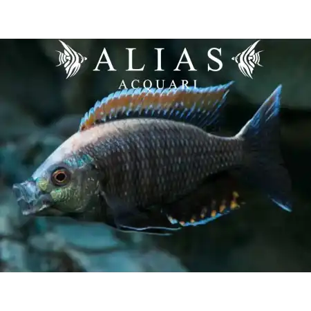 Copadichromis Virginalis Fire Crest