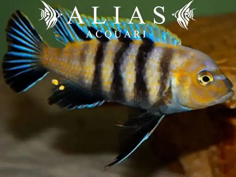 Cynotilapia Afra Lions Cowe Sanga