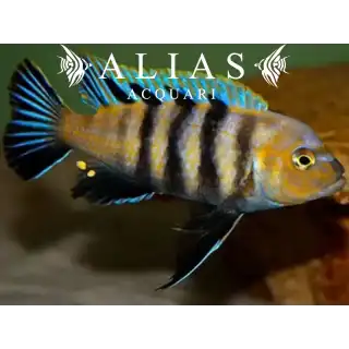 Cynotilapia Afra Lions Cowe Sanga