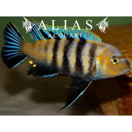 Cynotilapia Afra Lions Cowe Sanga