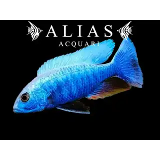 Haplochromis (Sciaenochromis) Fryeri iceberg