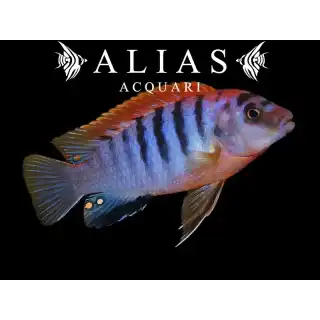 Labidochromis Hongi sweden