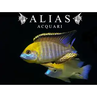 Lethrinops sp. Gold Harbour (Monkey bay)