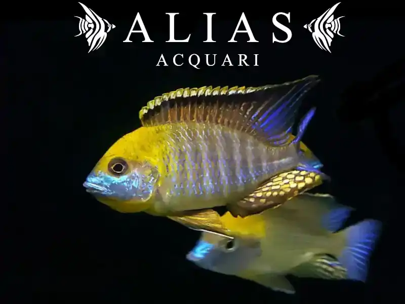 Lethrinops sp. Gold Harbour (Monkey bay)