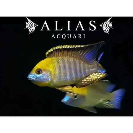 Lethrinops sp. Gold Harbour (Monkey bay)