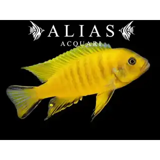 Pseudotropheus Daktari