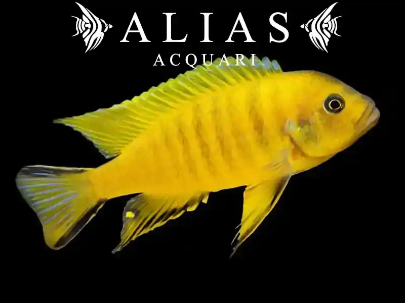 Pseudotropheus Daktari