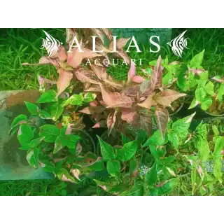 Alternanthera Bettzickiana