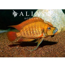 Altolamprologus compressiceps «Red Fin Kagunga»