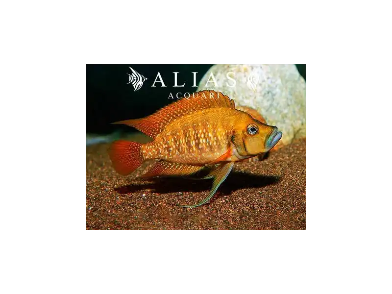 Altolamprologus compressiceps «Red Fin Kagunga»