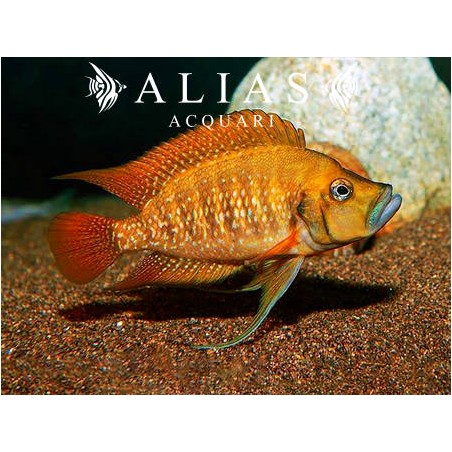 Altolamprologus compressiceps «Red Fin Kagunga»
