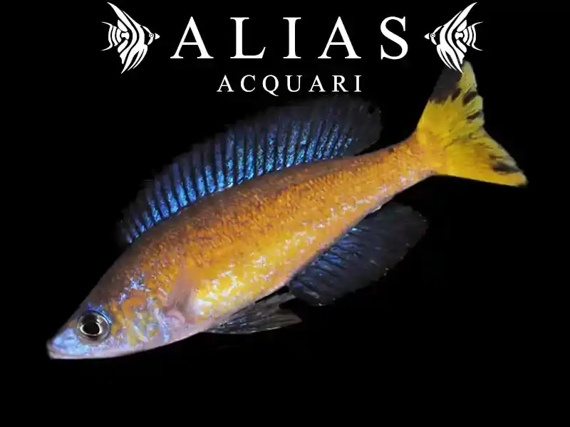 Cyprichromis microlepidotus Kasai