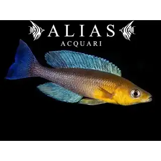 Cyprichromis leptosoma Livua Blue Orchid