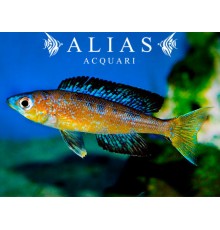 Cyprichromis microlepidotus «Bulu Point»