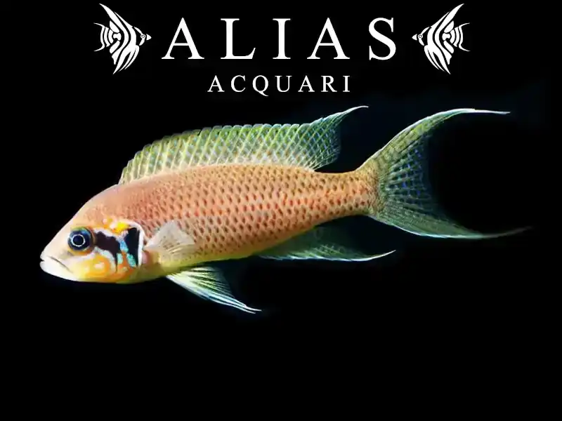 Neolamprologus brichardi