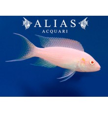 Neolamprologus brichardi albino