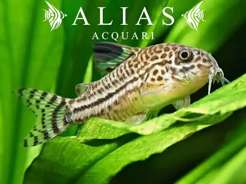 Corydoras Julii