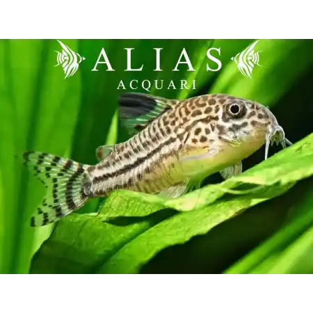 Corydoras Julii