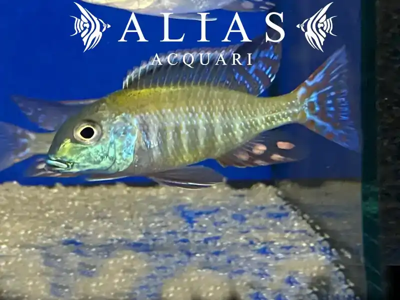 Lethrinops Albus Kande Island