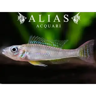 Biotoecus Dicentrarchus