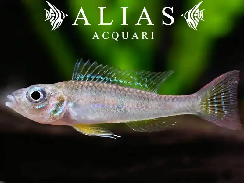 Biotoecus Dicentrarchus