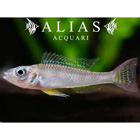 Biotoecus Dicentrarchus