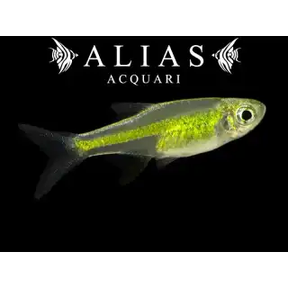 Microrasbora (Microdevario) Kubotai