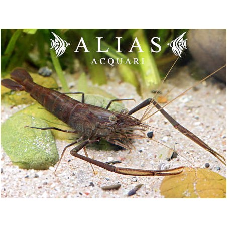 Macrobrachium aspelurum