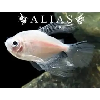 Gymnocorymbus ternetzi gold long fin