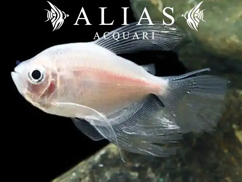 Gymnocorymbus ternetzi gold long fin