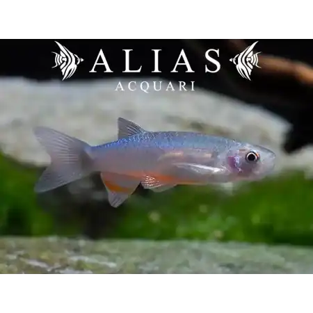 Danio roseus