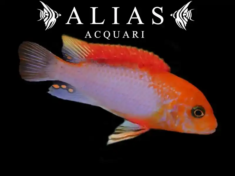 Labidochromis Sunflower red