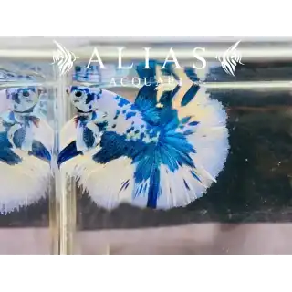 Betta splendens male Halfmoon Blue Marble