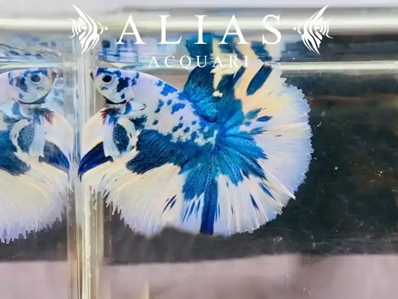 Betta splendens male Halfmoon Blue Marble