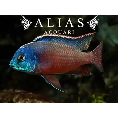 Cyrtocara (Nyassachromis) Boadzulu