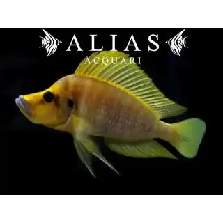 Lamprologus compressiceps «Titcha Mandarin»