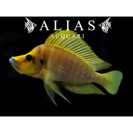 Lamprologus compressiceps «Titcha Mandarin»