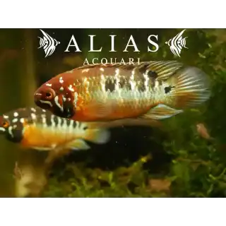 Ivanacara Bimaculata