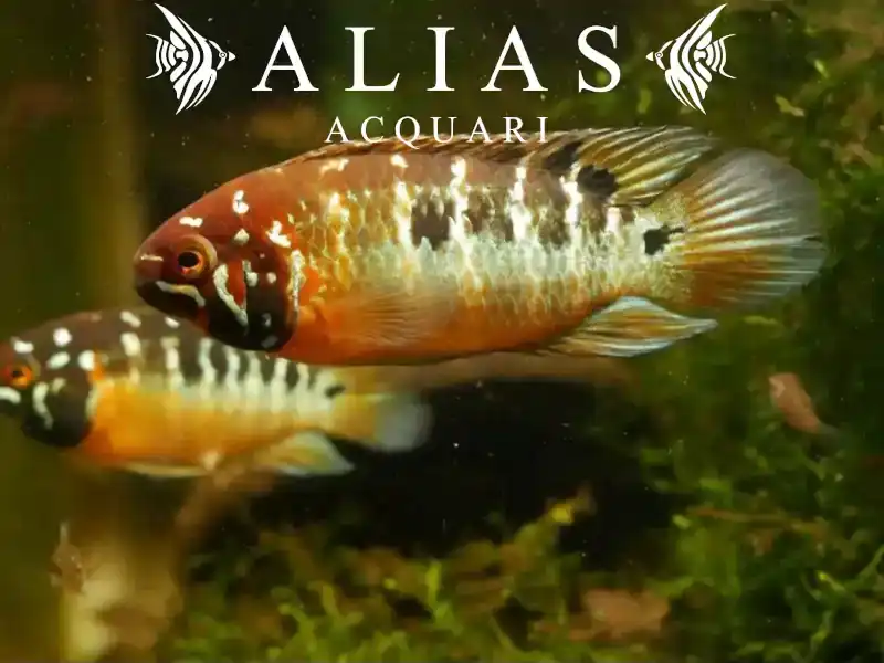 Ivanacara Bimaculata