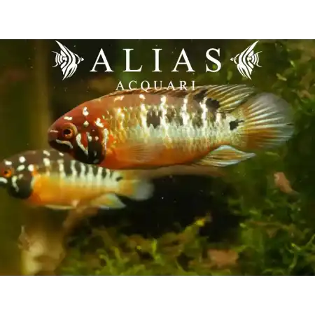 Ivanacara Bimaculata