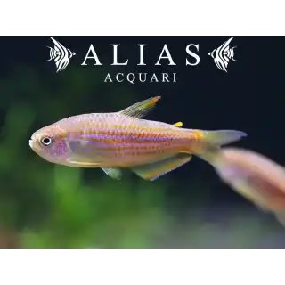 Inpaichthys Parauapiranga