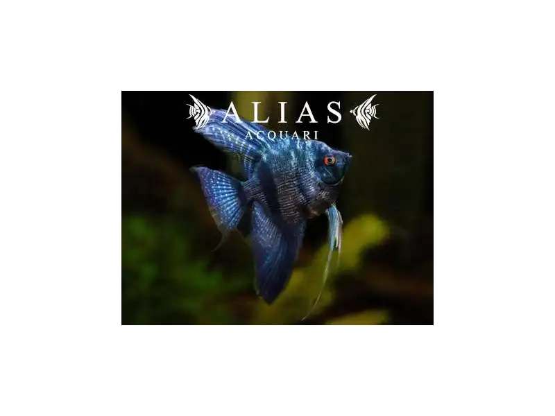 Pterophyllum scalare Pinoy Black