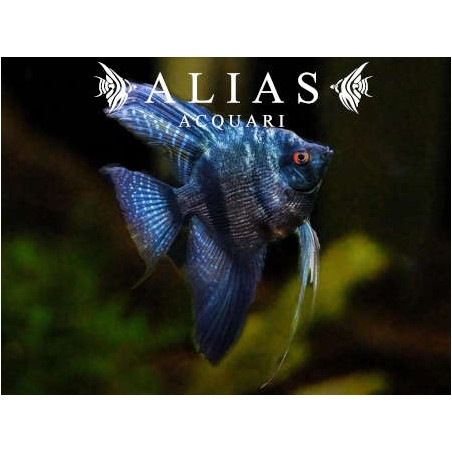 Pterophyllum scalare Pinoy Black