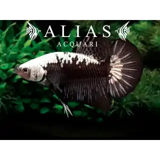 Betta splendens Maschio Samurai Black