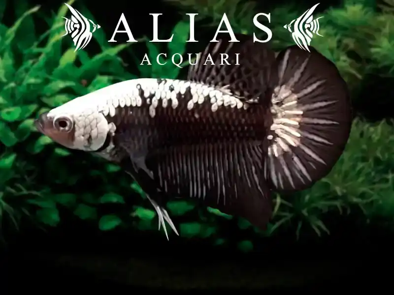Betta splendens Maschio Samurai Black